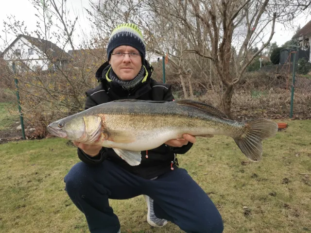 Zander