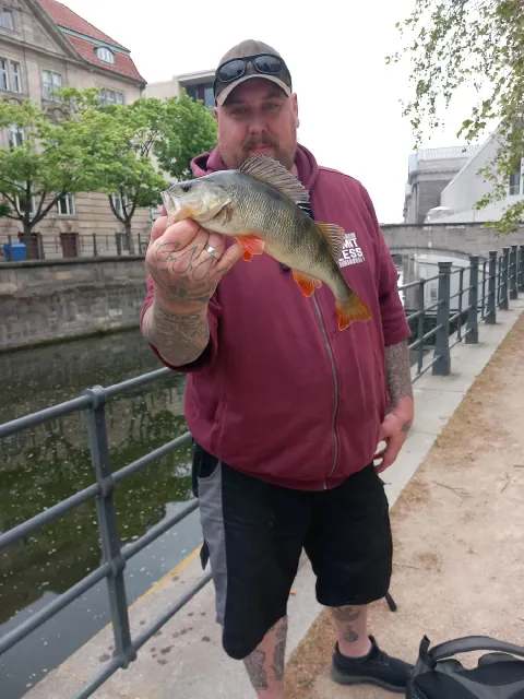 Flussbarsch