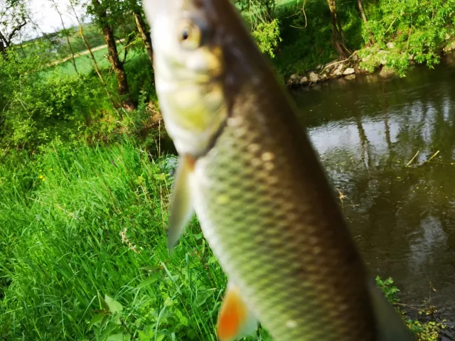 Döbel