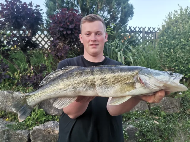 Zander
