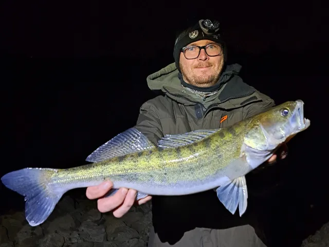Zander