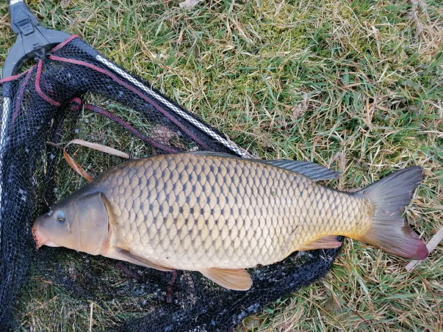 Karpfen