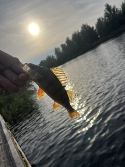 Flussbarsch