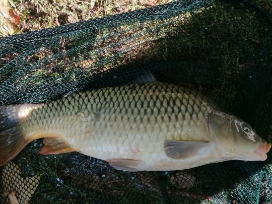 Karpfen
