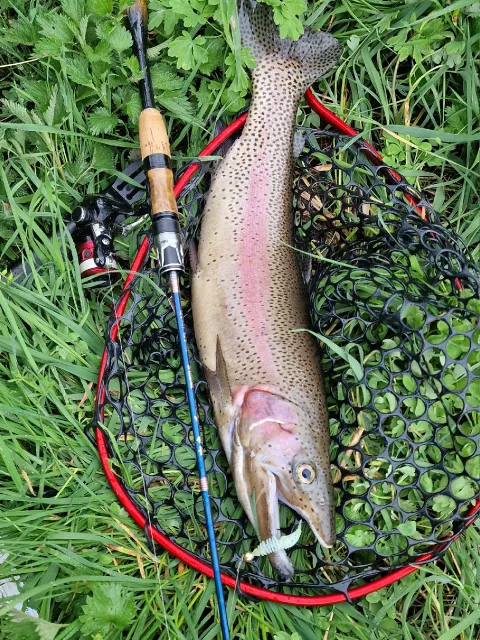 Regenbogenforelle