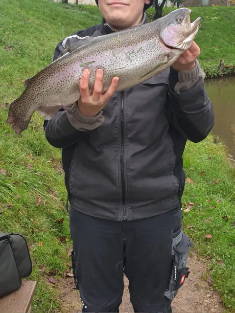 Regenbogenforelle