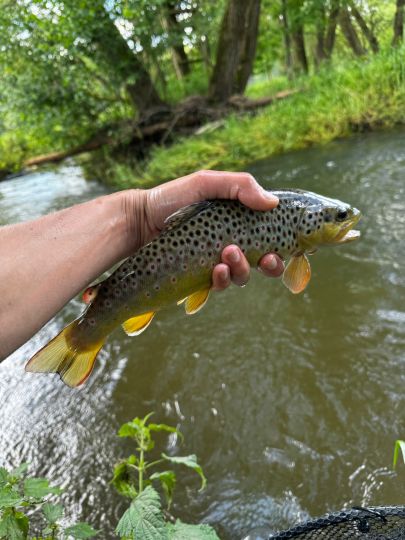 Bachforelle