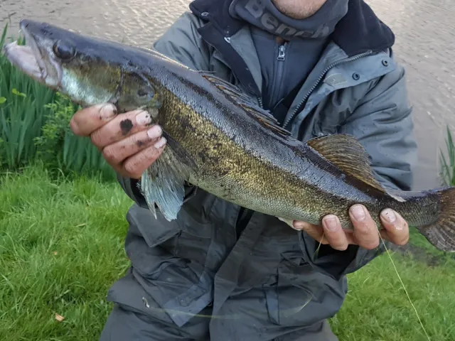 Zander