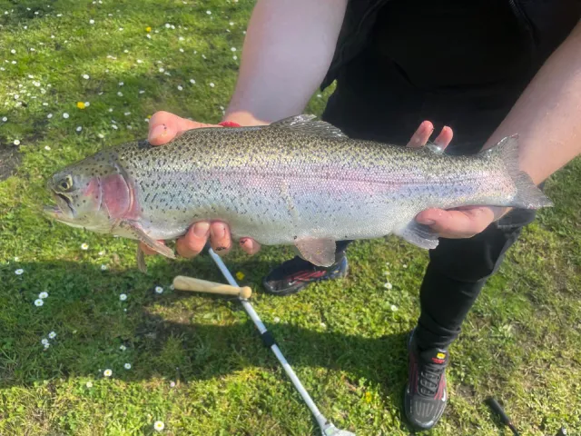 Regenbogenforelle