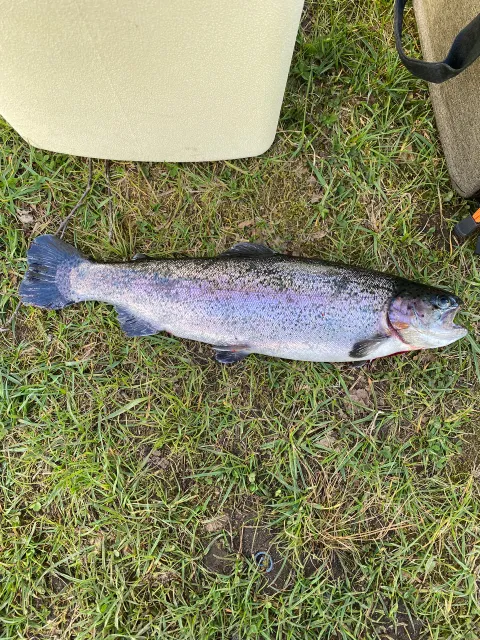 Regenbogenforelle