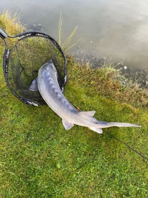 Stör