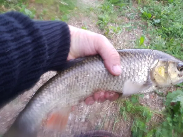 Döbel
