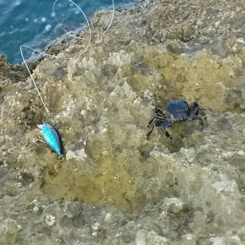Strandkrabbe