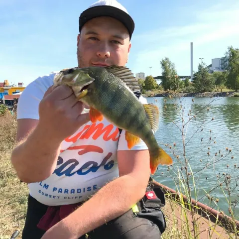 Flussbarsch