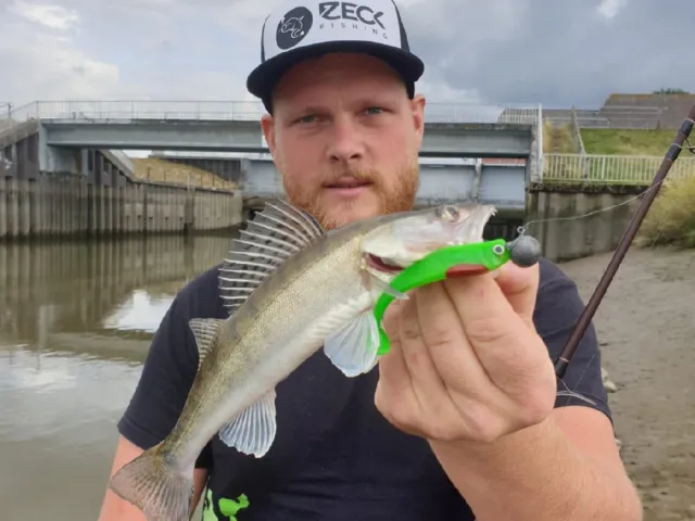 Zander