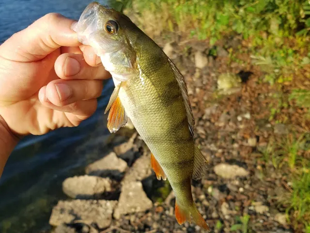 Flussbarsch