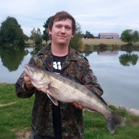 Zander
