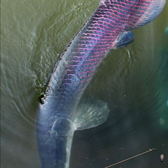 Arapaima