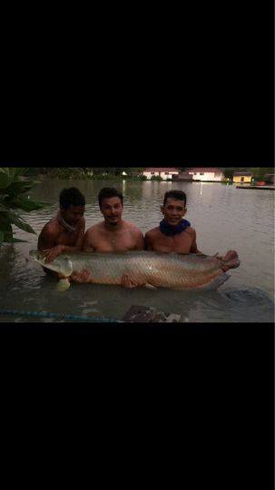 Arapaima
