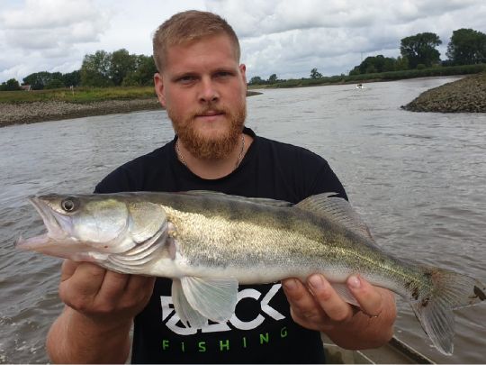 Zander