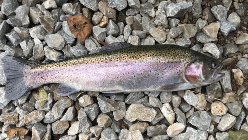 Regenbogenforelle