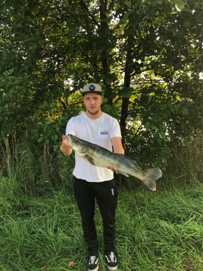 Zander