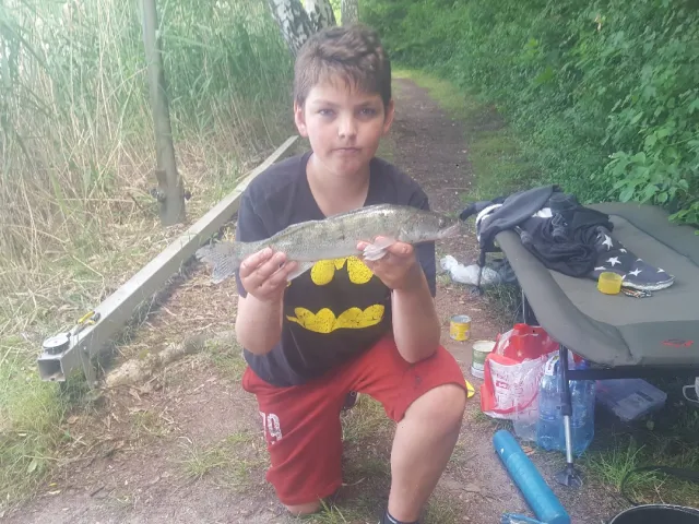 Zander