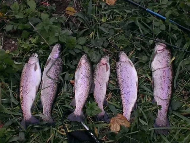 Regenbogenforelle