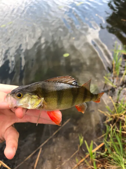 Flussbarsch