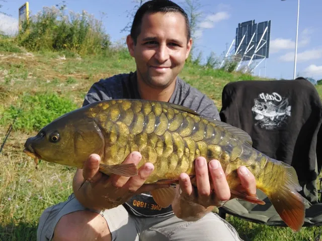 Karpfen