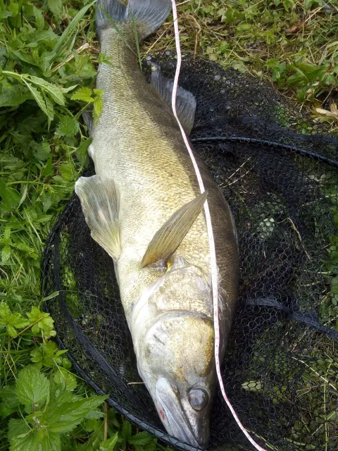 Zander
