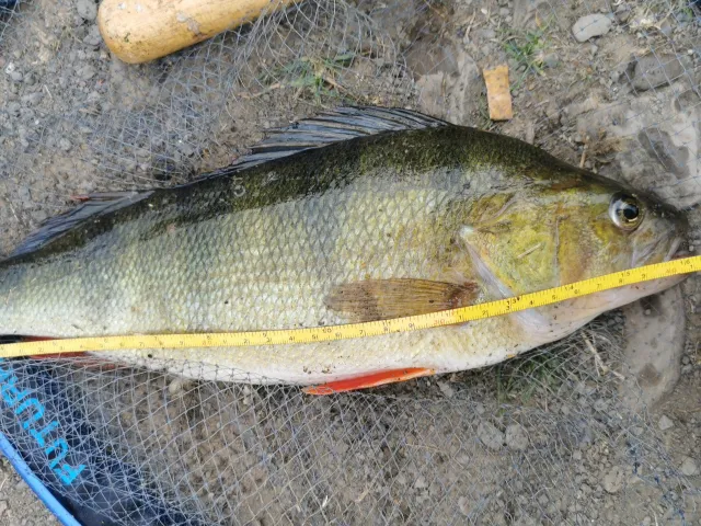 Flussbarsch