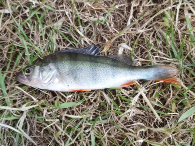 Flussbarsch