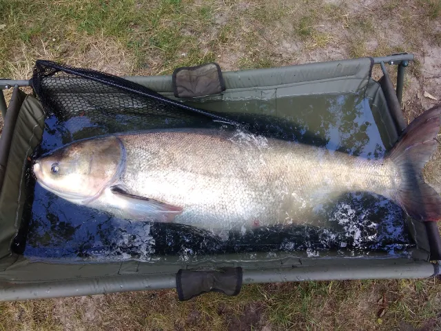 Marmorkarpfen
