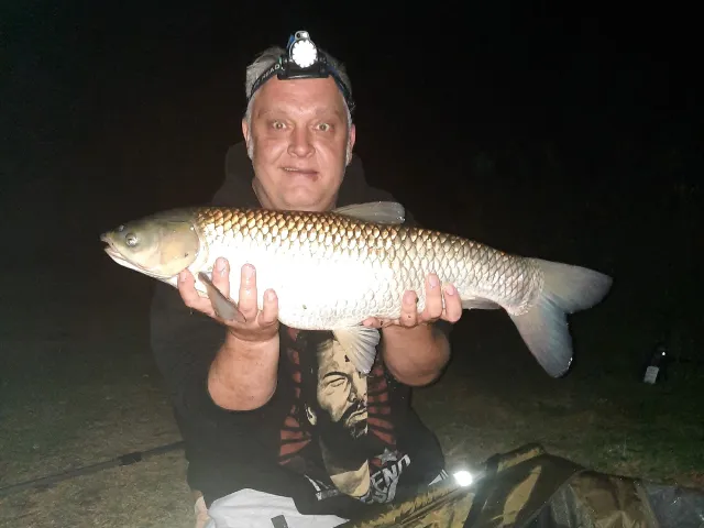Graskarpfen