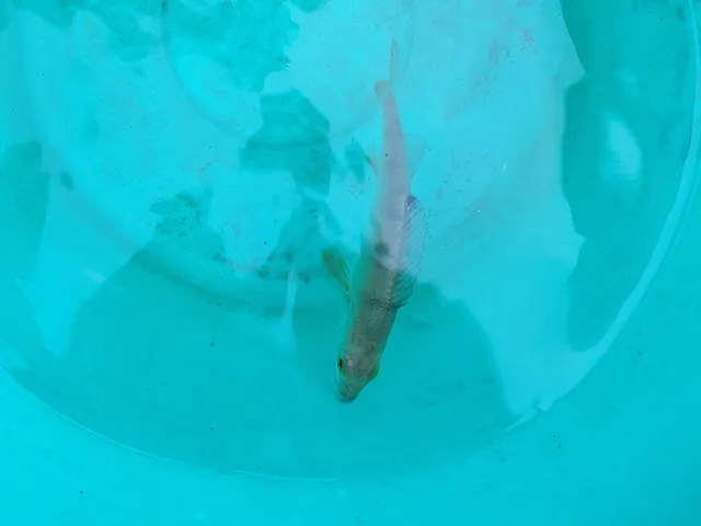 Flussbarsch