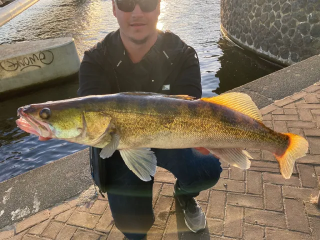 Zander