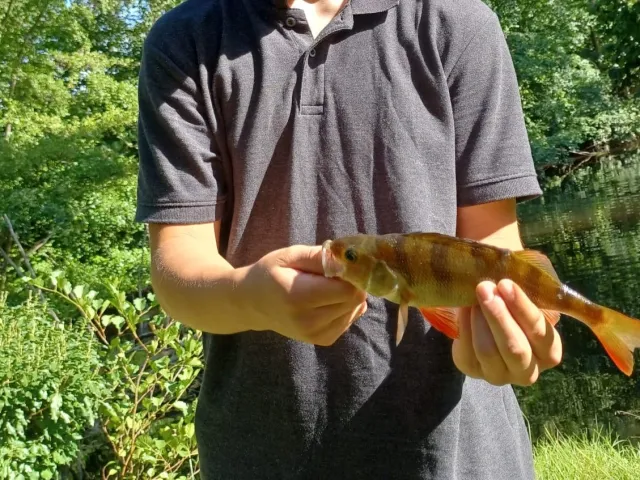 Flussbarsch
