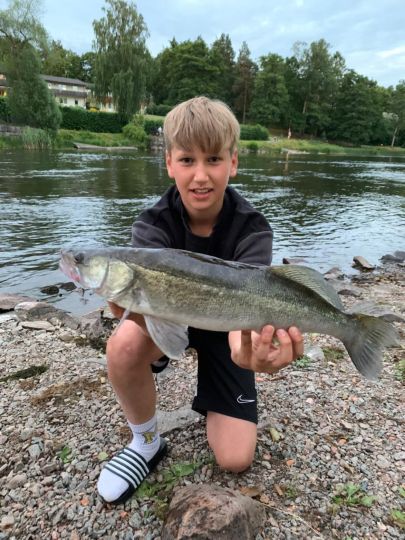 Zander