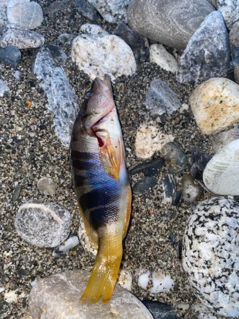 Lippfisch