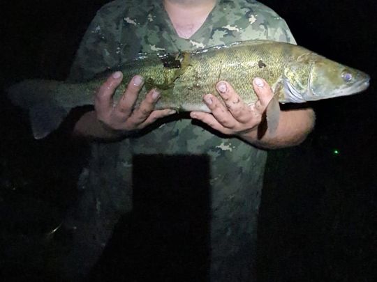 Zander