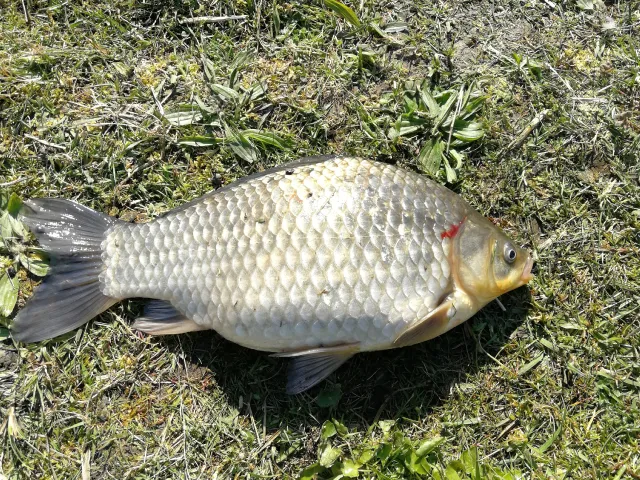 Karausche