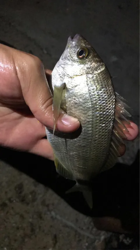 Dorade