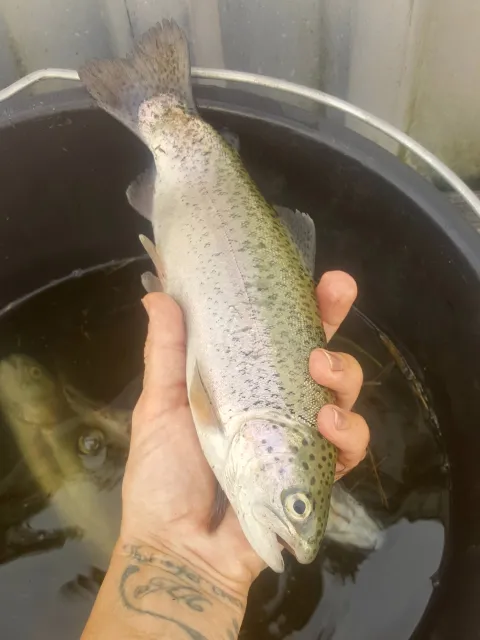 Regenbogenforelle