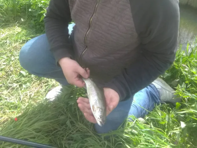 Regenbogenforelle