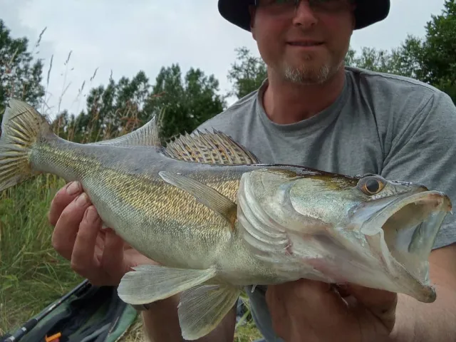 Zander