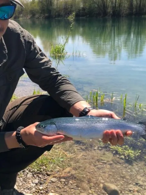 Regenbogenforelle