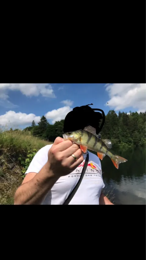 Flussbarsch