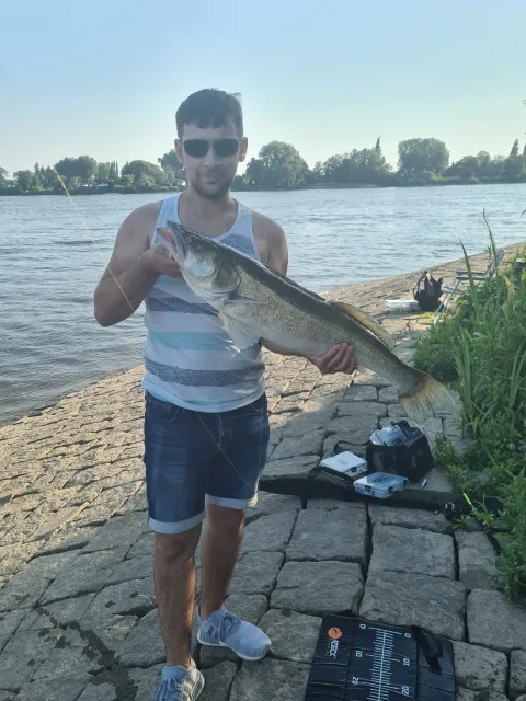 Zander