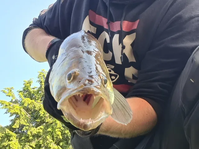 Zander